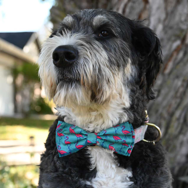 Petco dog bow tie top
