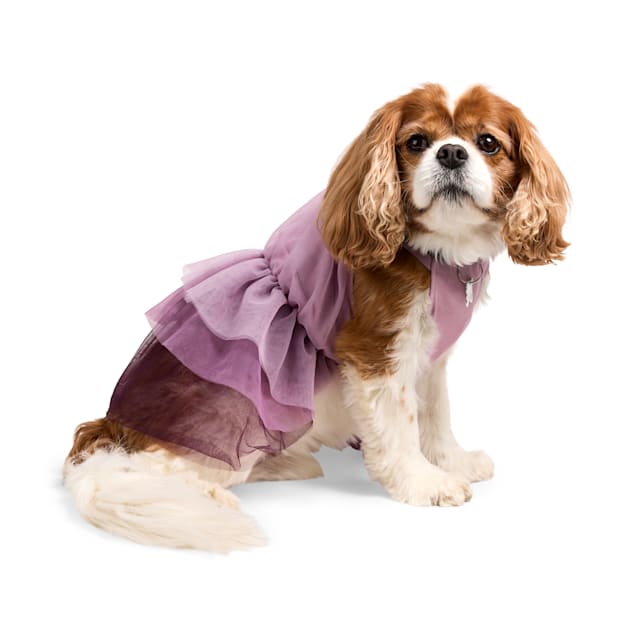 petco dog christmas dress YOULY Ruffle for Dogs, XX-Small, Purple Santa claus