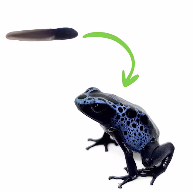 Dyeing Poison Dart Frog Tadpole (Dendrobates tinctorius), Azureus - Carousel image #1