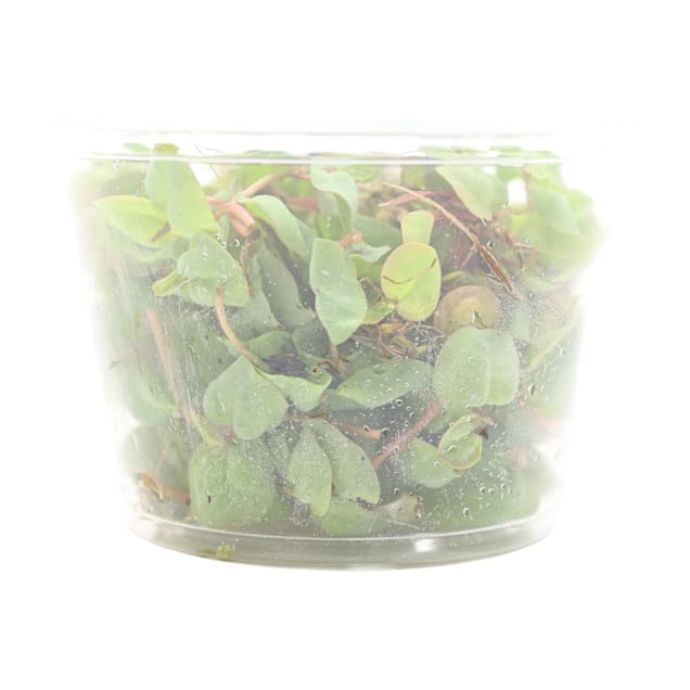 Phyllanthus Fluitans "Red Root Floater"