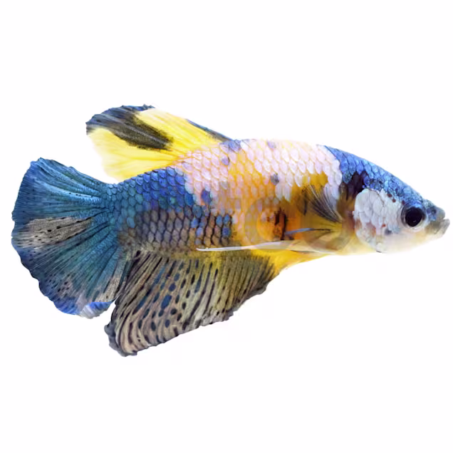 Male Tiger Koi Plakat Betta - Carousel image #1