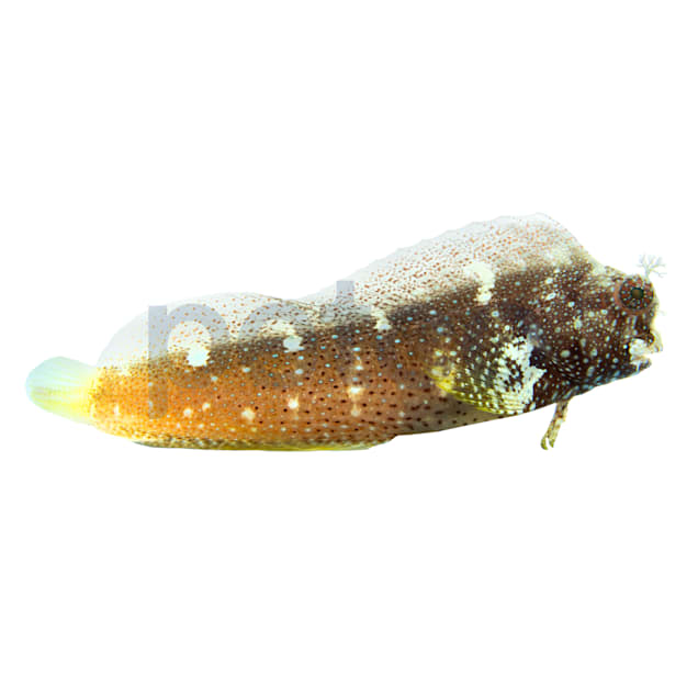 Starry Blenny(Salarias ramosus), 3.5"-4.75" - Carousel image #1
