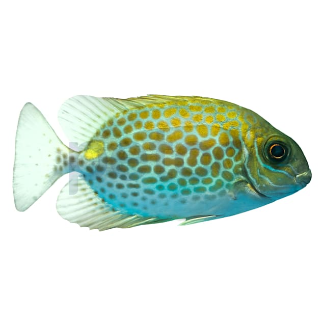 Yellow Blotch Rabbitfish(Siganus guttatus), 4.25"-6.25" - Carousel image #1