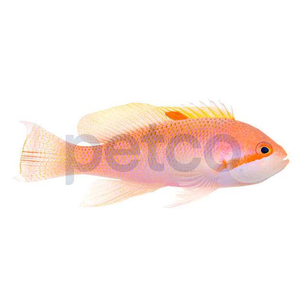 Male Stocky Anthias (Pseudanthias hypselosoma), 2.25-4.25", Medium - Carousel image #1