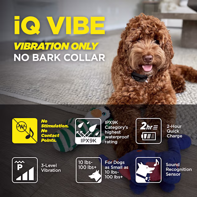 Dogtra iQ VIBE for Dogs, Black, Small/Medium | Petco
