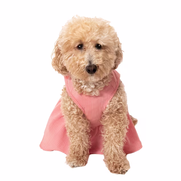Perry Ellis HENLEY DRSS for Dogs, Pink, Medium | Petco