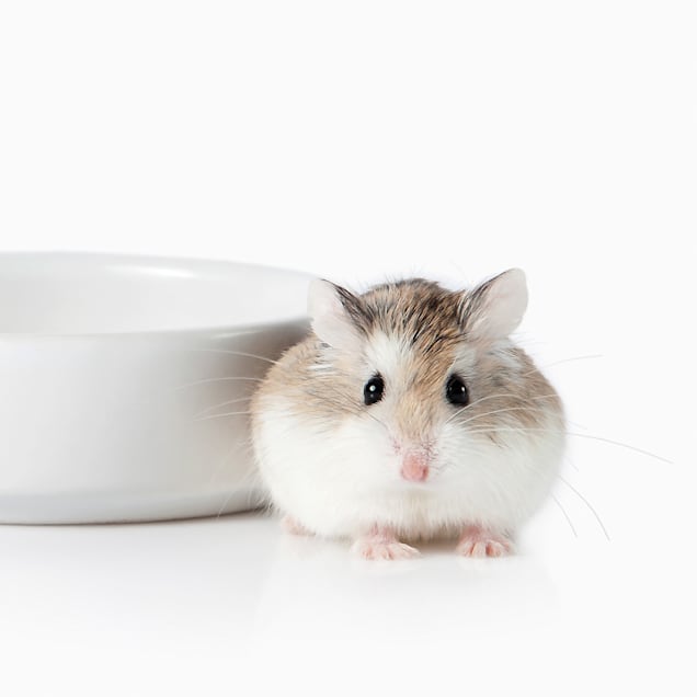 Veterinarians Answer Questions About Hamsters You're Scared to Ask