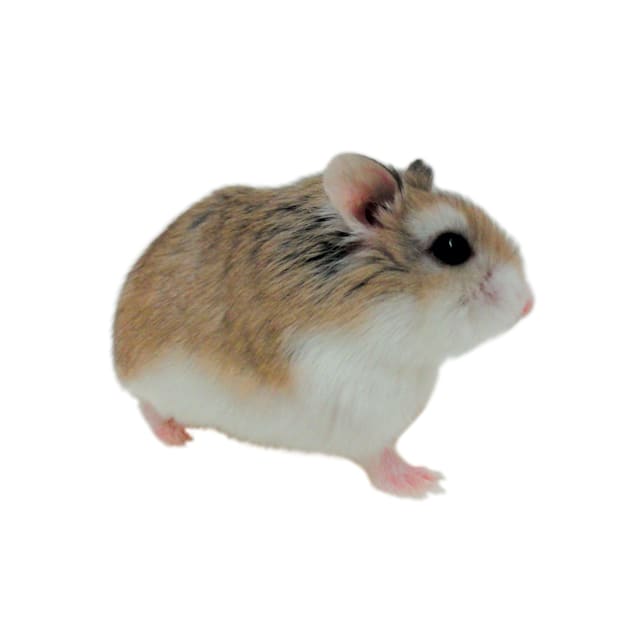 Syrian Hamster Lifespan: How Long Do Syrian Hamsters Live? - A-Z Animals