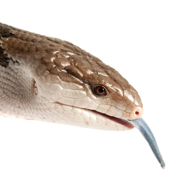 Blue Tongue Skink For Sale Petco