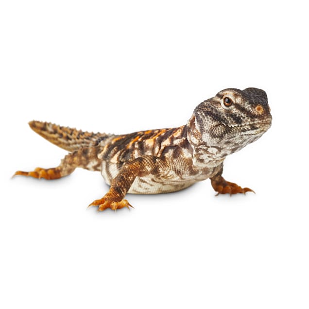 saharan uromastyx