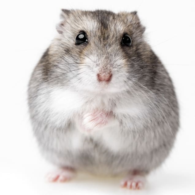 Hamsters for Sale Dwarf Djungarian Hamsters for Sale Petco
