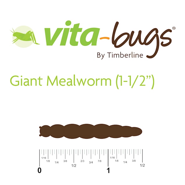 Mealworms petco sale