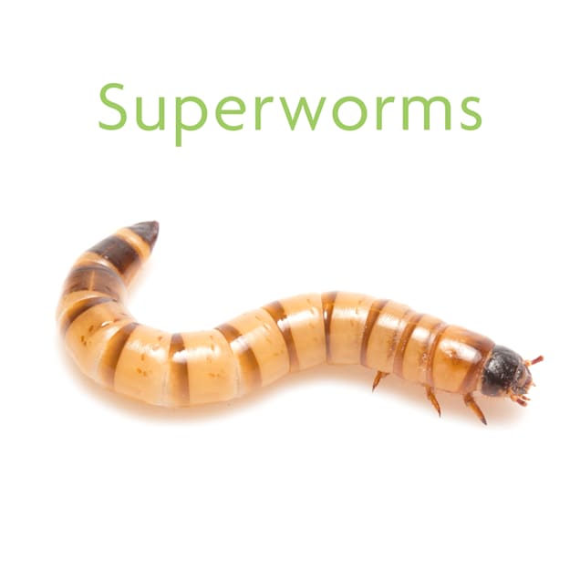 500 Live Superworms Free Shipping 