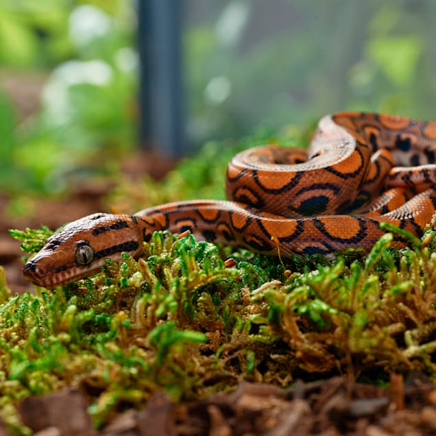 Snakes for sale at petco discount