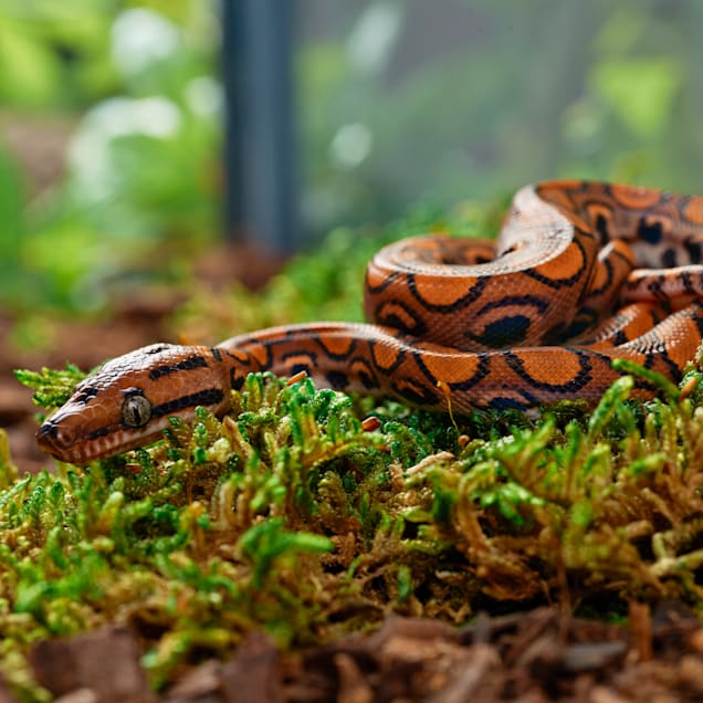 Brazilian Rainbow Boa Epicrates Cenchria Cenchria Petco