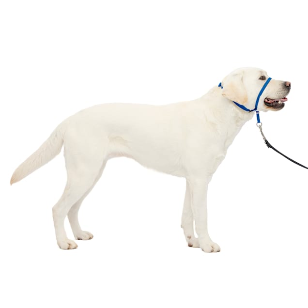 Petsafe bark collar petco top