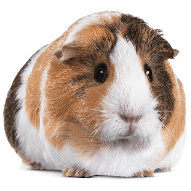 Guinea Pig (Cavia porcellus)