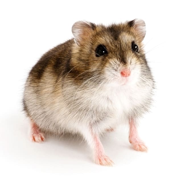 Dwarf Hamster (Phodopus campbelli)