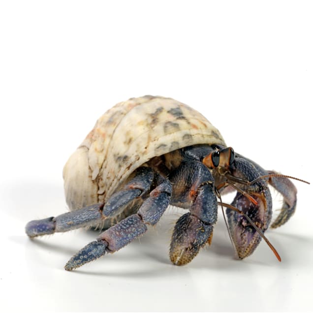Hermit Crab (Coenobita clypeatus) - Carousel image #1
