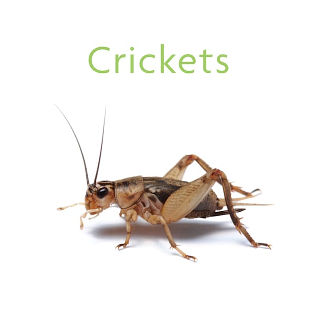 Vita-Bugs 3/8" Live Crickets, 36 Count - Carousel image #1