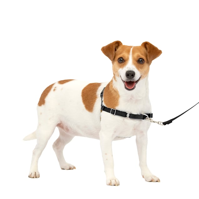 Louie White Cute Dog Harness And Lead