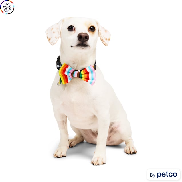 YOULY Pride Pet Bowtie, Rainbow - Carousel image #1