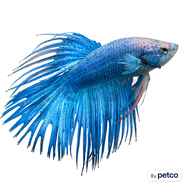 Fighting (Betta) Fish Supplies, Pet Supplies, Health & Grooming on Carousell