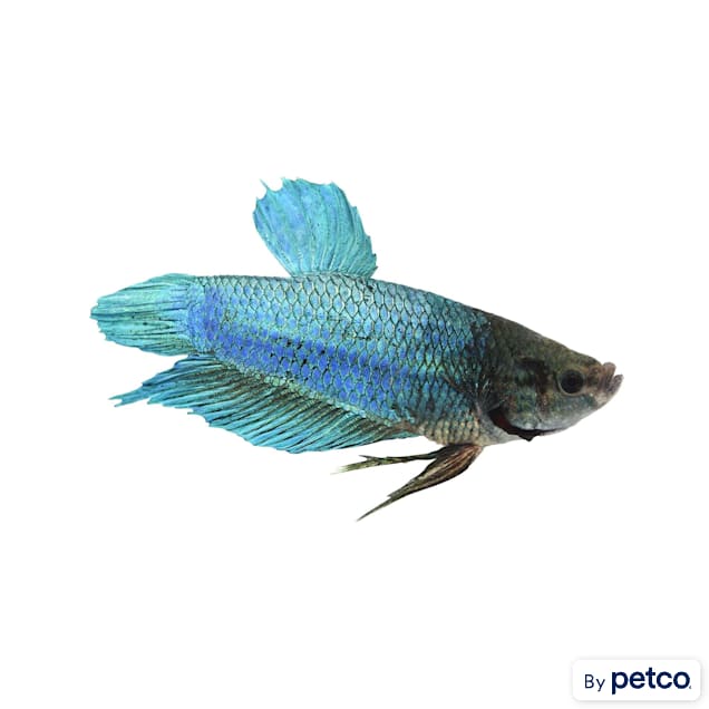 Male King Betta Fish