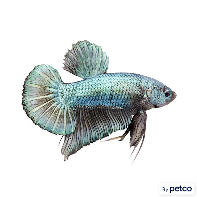 Petco king betta sale