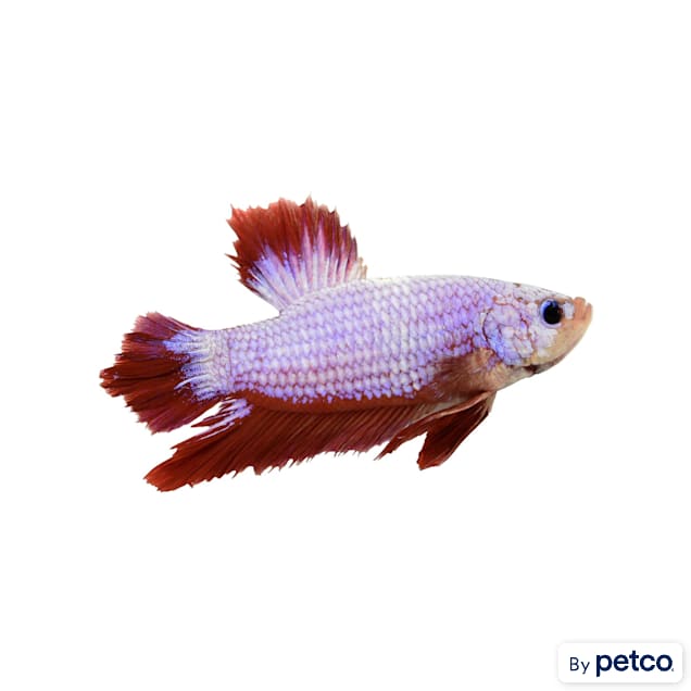 Plakat discount betta care