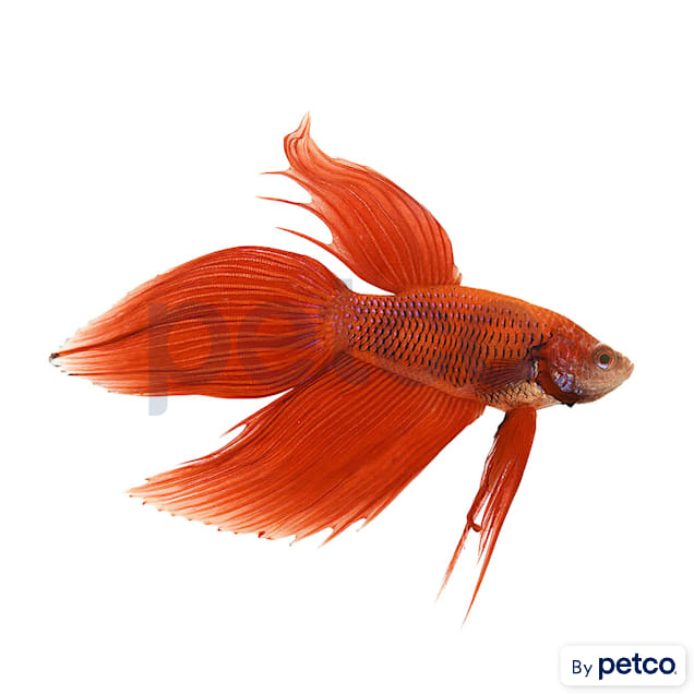 Male Red Veiltail Betta - Carousel image #1