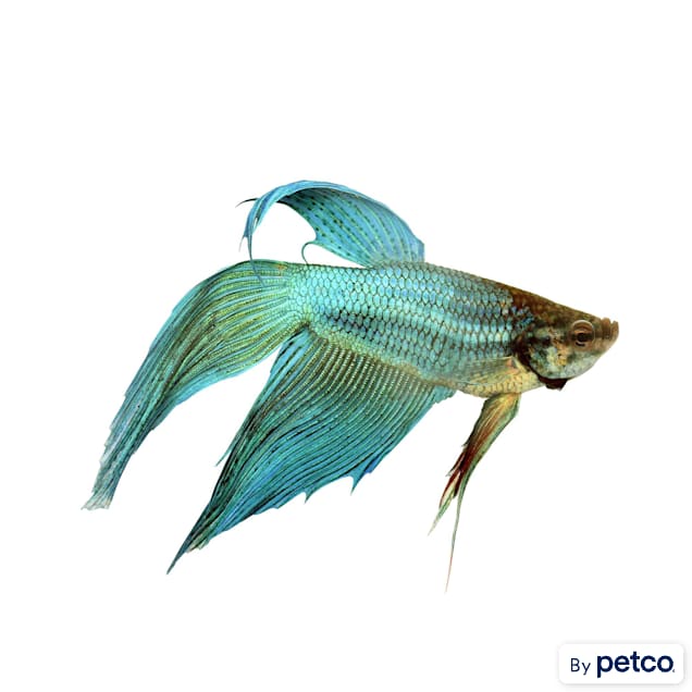 Veiltail betta care online