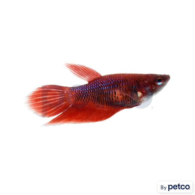 Female Red Veiltail Betta - Carousel image #1
