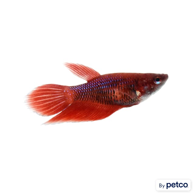 Mosquito fish petco on sale