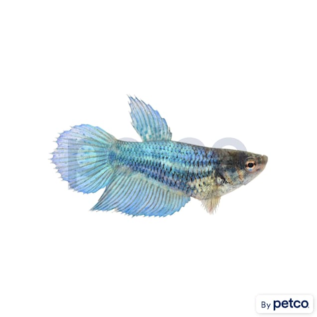 Female Blue Veiltail Betta - Carousel image #1