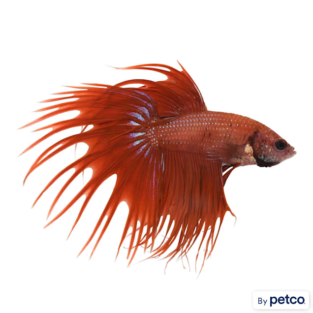Petco betta fish top