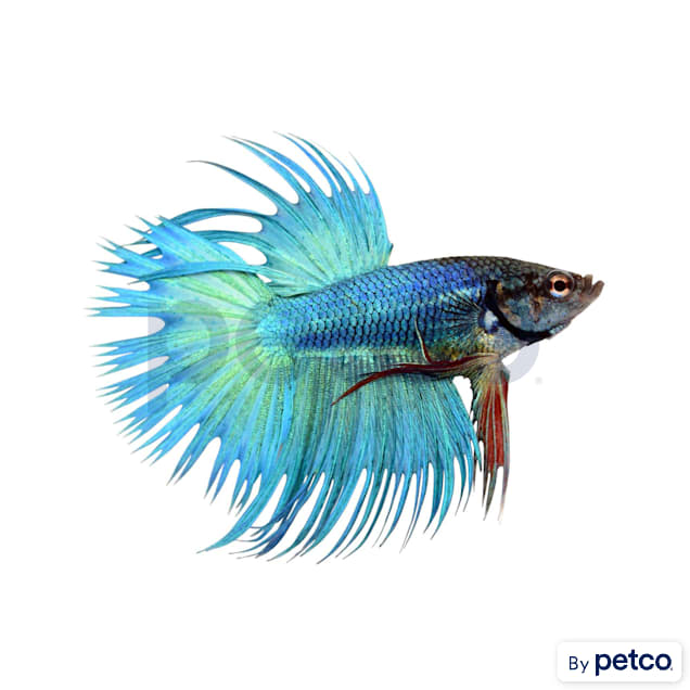 Crowntail betta fish cheap for sale