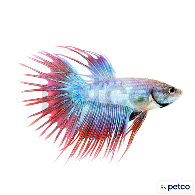 Male Cambodian Crowntail Betta - Carousel image #1