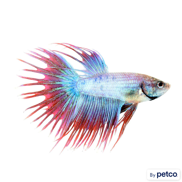 Fighting (Betta) Fish Supplies, Pet Supplies, Health & Grooming on Carousell