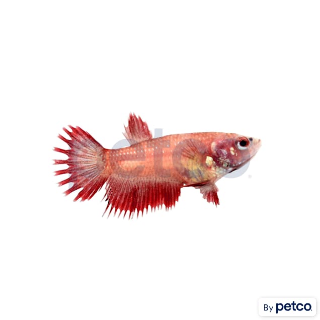 Female Red Crowntail Betta - Carousel image #1