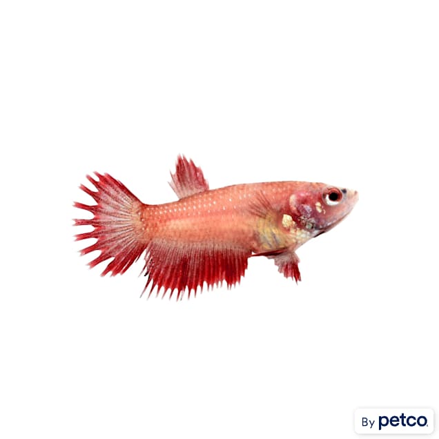 Red Female Crowntail Betta Fish for Sale Order Online Petco