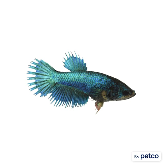 Female betta on sale fish for sale