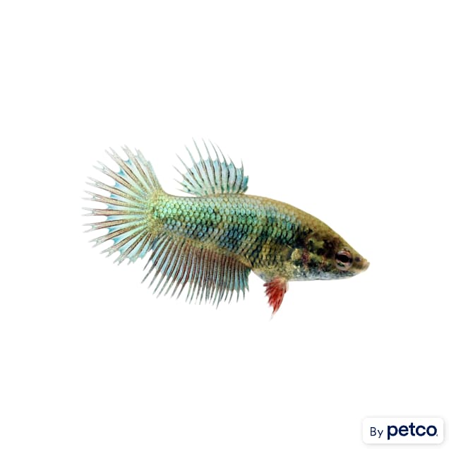 Female Green Crowntail Betta - Carousel image #1