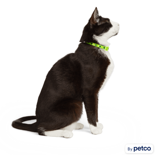 YOULY Neon Yellow Reflective Cat Collar Large Petco