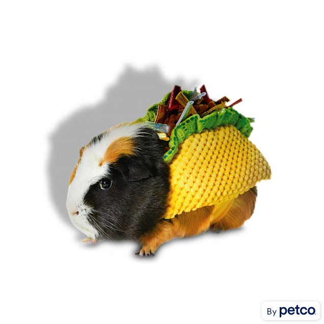 Guinea pig clothes petco cheap