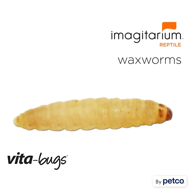 Vita-Bugs Waxworms - 50 Count