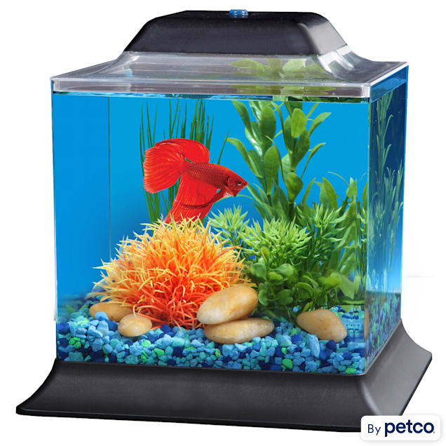 1.4 Betta | Petco