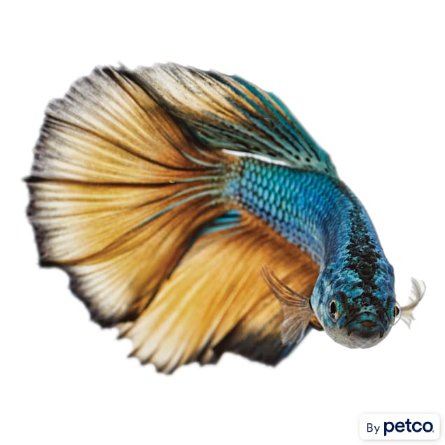 Betta care sheet petco top