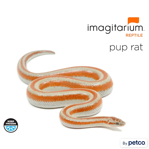 Frozen Pup Rat, Count of 10 - Carousel image #1