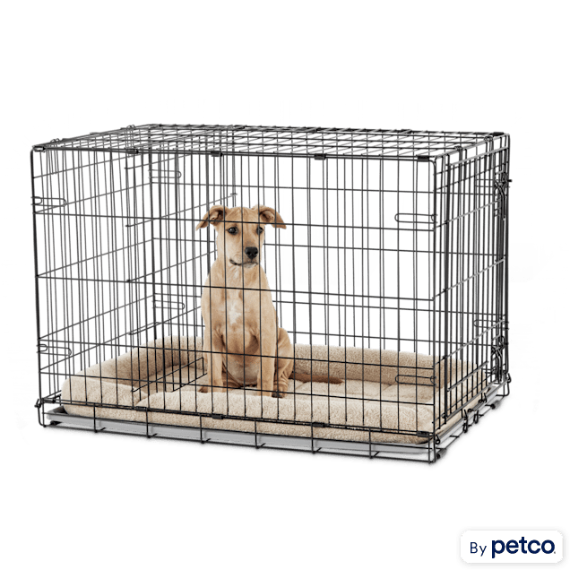 6 Must-Have Items to Make Your Dog's Crate Super Comfy